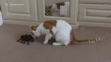 Cat Vs Spider (RC) | 4K