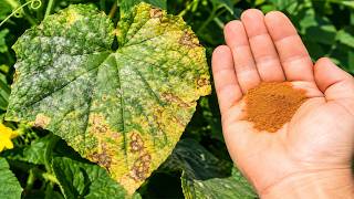 If You Don't Do THIS in August, Cucumber Leaves Quickly Turn Yellow