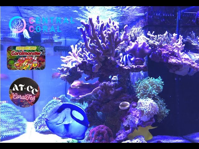 海水水槽フルセット(生体・珊瑚・ブロック込み) Creating floating blocks and introducing a large amount of coral