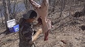 How to skin a Bear in the Field - YouTube
