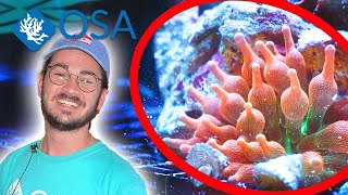 Bubble Tip Anemone | What is an...Anemone ?!
