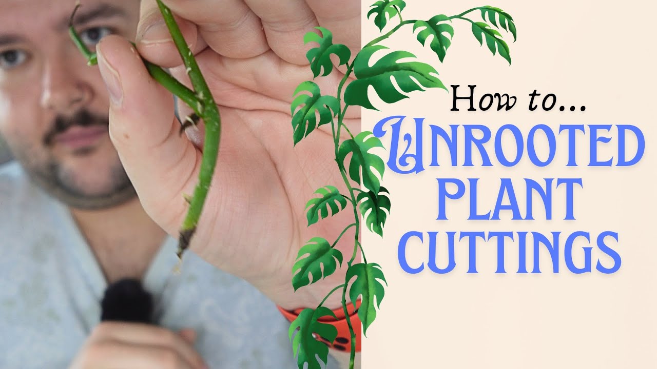 How To Look After Unrooted Plant Cuttings | Elusive Plants