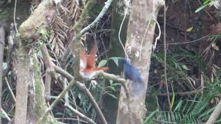 Courting Shining Flycatchers