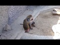 Jugate Grooming (Hamadryas Baboons, Budapest Zoo)