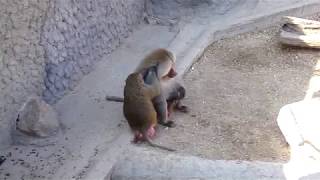 Jugate Grooming (Hamadryas Baboons, Budapest Zoo)