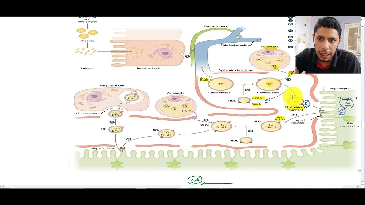lipoprotein metabolism