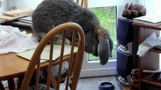 Giant Rabbit - jumps off table by Yvonne G Witter 480 views 12 years ago 1 minute, 1 second