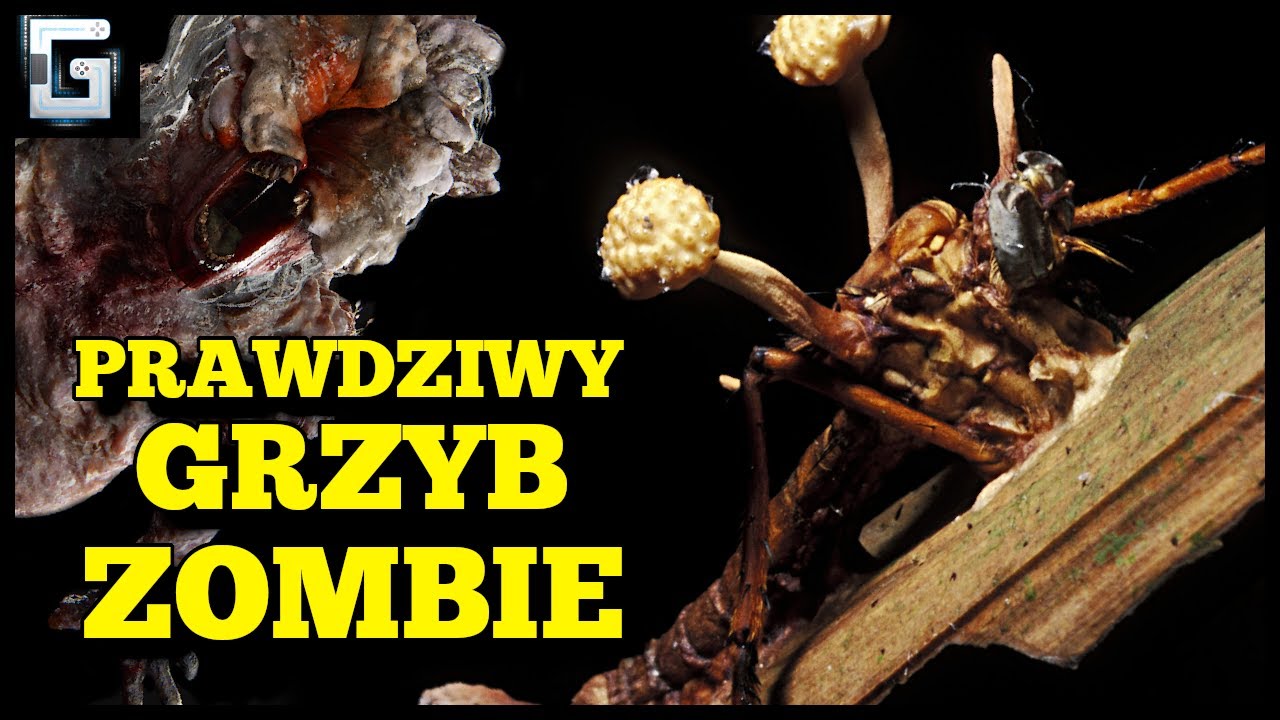Grzyby Zombie! Czy Kordyceps To Realne Zagrożenie dla Ludzi? - YouTube