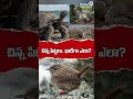 Island Mystery Tiny Birds Become Giants | చిన్న పిచుకలు రాక్షస పక్షులుగా మారే వింత దీవి! | Prime9
