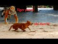 Fake Tiger prank to dog very funny Try to not laugh challenge