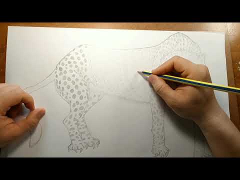 Video: Cách Vẽ Con Báo Bằng Bút Chì