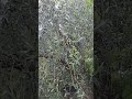 ഒലിവ് കായിച്ചു കിടക്കുന്നതു കണ്ടോ#lifeinitaly #dailyvlogs #olive#shortvideo #furits #viralshorts