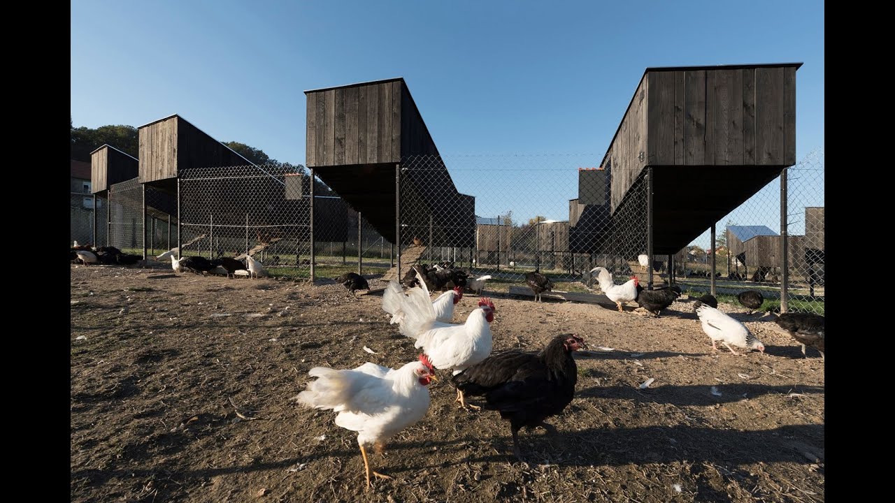 Nastambe za slobodni uzgoj nesilica, čime ih hraniti i kako im omogućiti više dnevnog svjetla