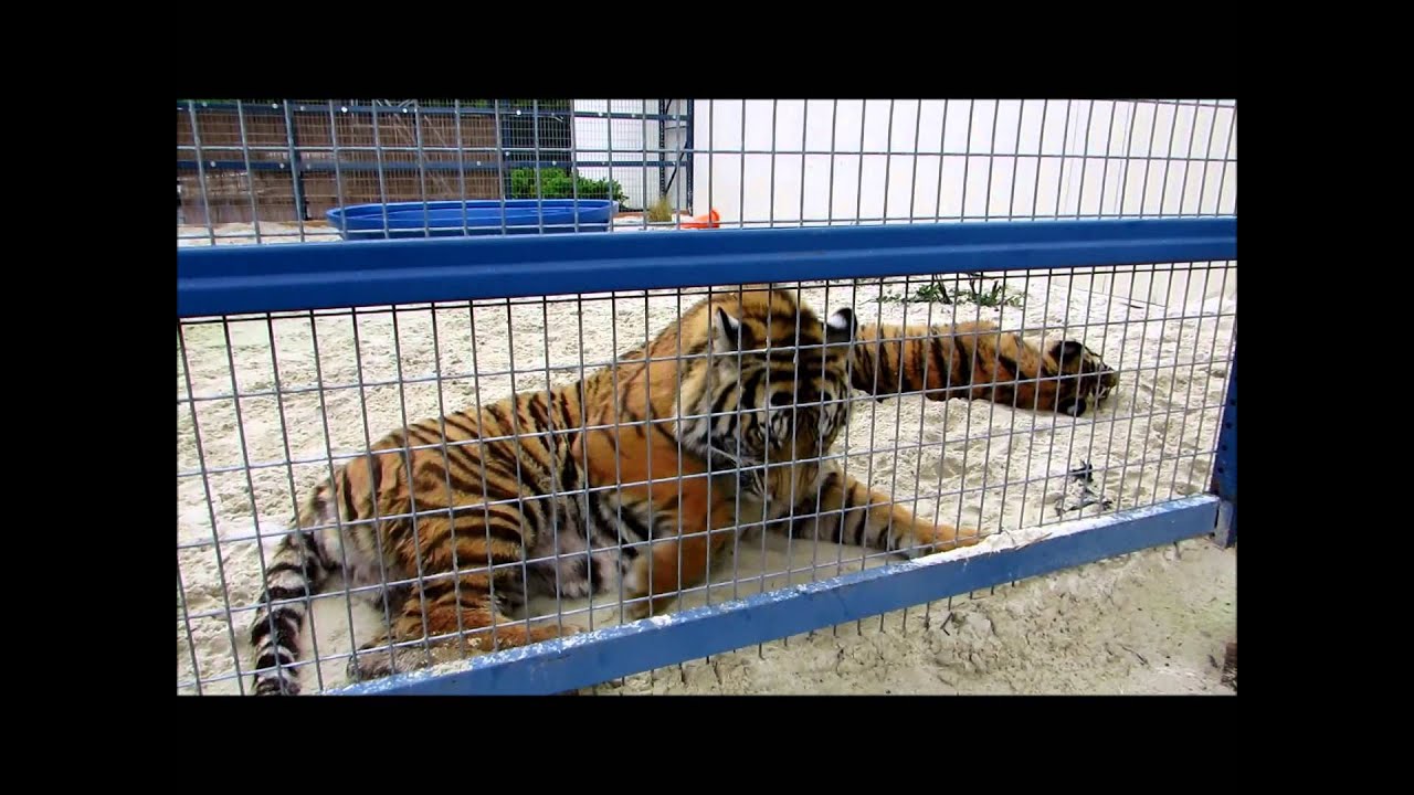 Tigers Clay Ima Lounge At Beaufort Liquidation With Jeff Lowe Youtube