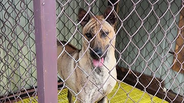 Những điều người nuôi chó Phú Quốc không muốn cho bạn biết