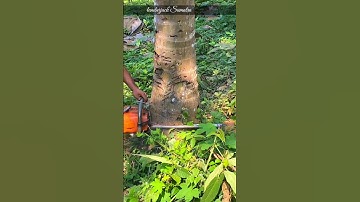 cutting down coconut trees is very effective#lumberjack#cuttingdowntrees#cuttingskills