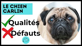 Tout savoir sur le Chien Carlin  Les Qualités et les Défauts