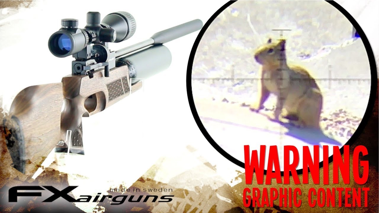 Airgun Hunting Squirrel with FX Royale 500 GRAPHIC YouTube