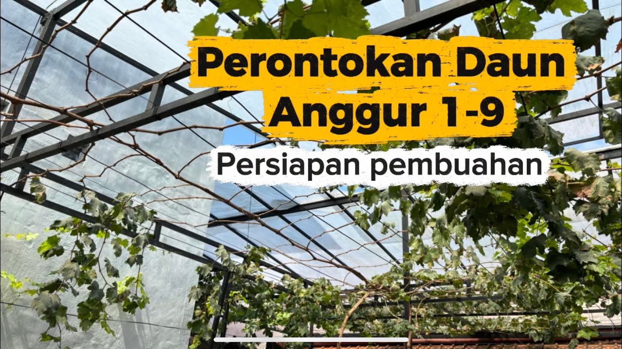 Perontokan 1-9 Daun Tanaman Anggur Sebelum Di Pangkas 