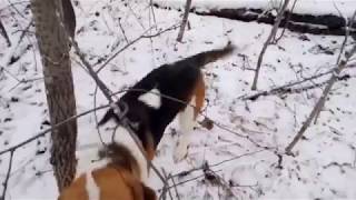 Реалити шоу от щенка к гончей! Выжлец в 7 мес. Помычка и добыча. Первый заяц. Выпуск 1 Реалити шоу от щенка к гончей! Выжлец в 7 мес. Помычка и добыча. Первый заяц. Выпуск 1