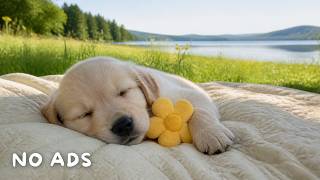 Separation Anxiety Music for Dogs 💤 12 Hours Calming Music for Dogs | Deep Sleep & Home Alone Com...