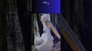 Top 10 Biggest Birds in the World