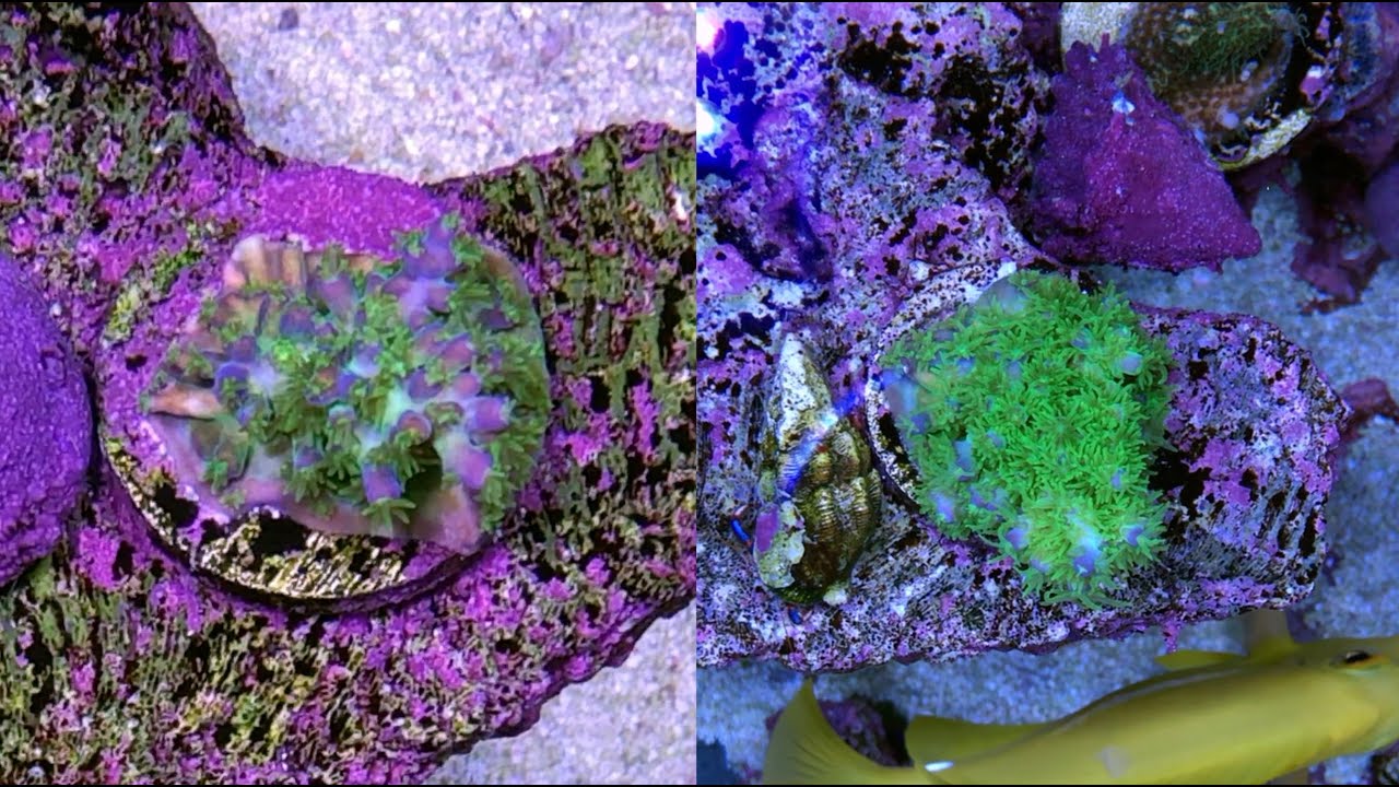 Radion XR15 Gen 5 Blue — обзор за 6 месяцев