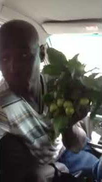 Jamaica ginip 2