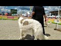 13.06.2021 CACIB Мемориал Мазовера, русская псовая борзая / Borzoi Mazover Memorial Russia Moscow