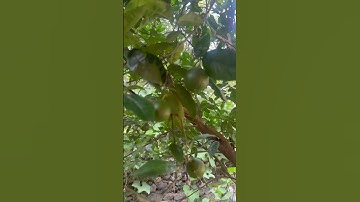 Lemon tree #plants #nature