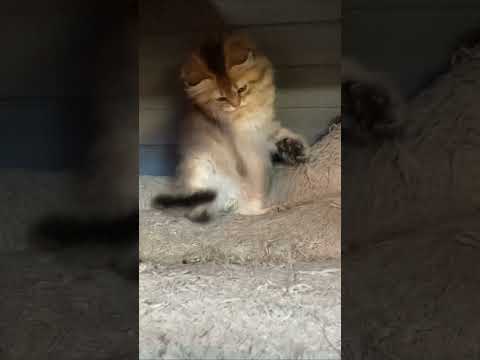Британский длинношерстный котенок/british longhair kitten #shorts #cute #cat