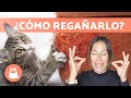 Cómo REGAÑAR a un GATO correctamente 🐱✅ (Educación Felina)