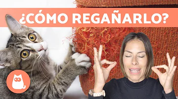 ¿Cómo decirle a un gato que no haga algo?