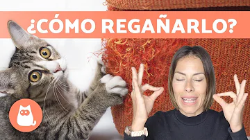 ¿Entienden los gatos cuando les regañas?