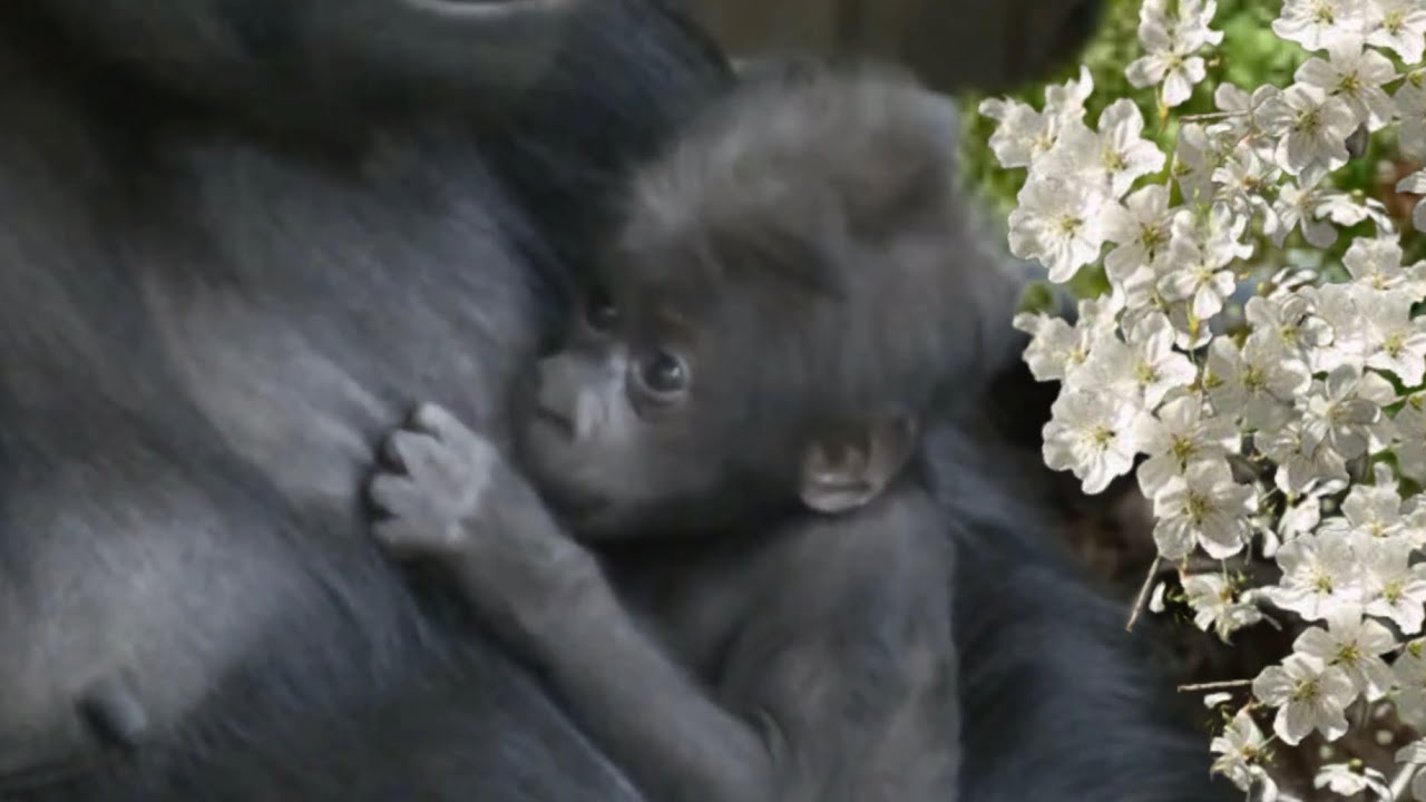 Newborn Baby gorilla is nursing and falling asleep💕