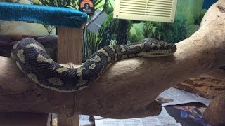 Celebrity My Snakes Just Chilling Profile