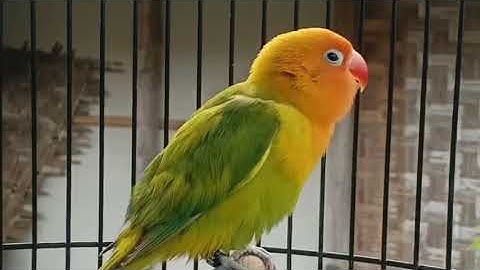 MASTERAN PANCINGAN BALIBU PAUD LOVEBIRD KONSLET