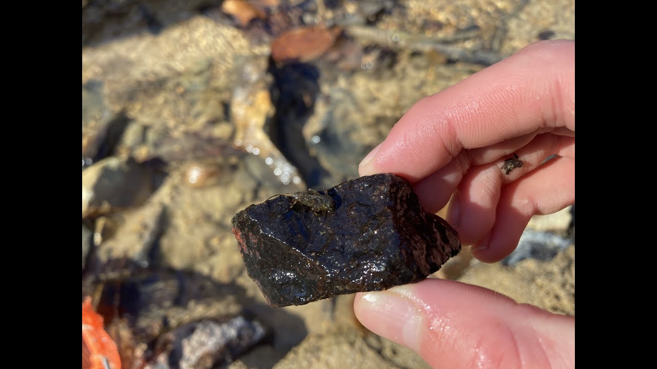 2 ways to collect aquatic insects