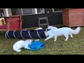 FF Turkish Angora kittens