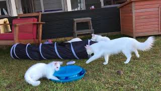 FF Turkish Angora kittens