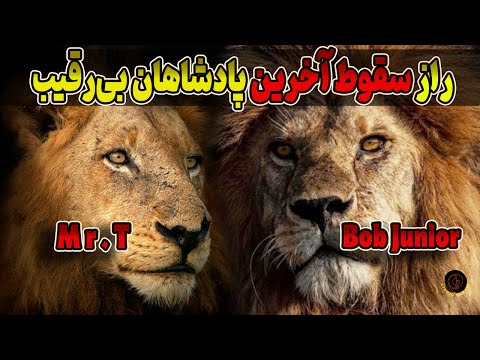 مستند حیات وحش آفریقا آخرین نفس های مستر تی و باب جونیور سقوط دو پادشاه بی رغیب