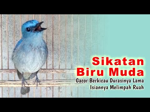 Sikatan Biru Muda Gacor Berkicau Durasinya Lama Isiannya Melimpah Ruah