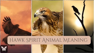 Hawk Spirit Animal Meaning & Symbol it