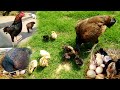 Hen Harvesting Eggs To Chicks | Chicken Reproduction Process | Hen Egg Hatching | Unique Pets World