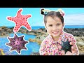 Zoe Finding Beautiful Starfish In Rock Pools In Australian Tide Pool Kids Outdoor Beach Fun Sea Star