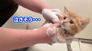 初めてのお風呂で泣きそうになる子猫