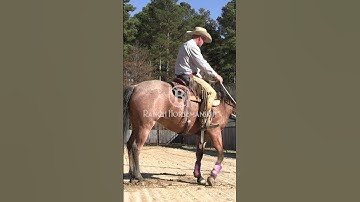 How to use the fence to teach a horse to sidepass  3