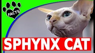 10 Fun Facts About Sphynx Cats Top 10 Wizard  Cats 101