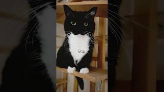 Uni is unstoppable…?  #catsofyoutube #cutecat #uni