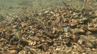 Nocomis micropogon (River Chub) building nest